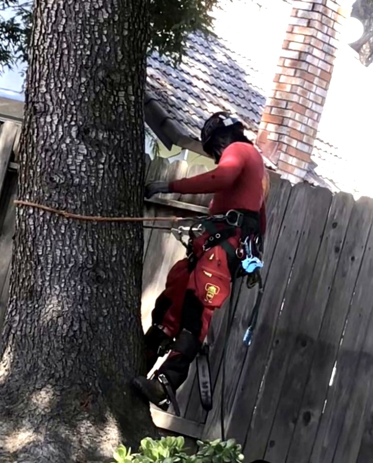 Tree Certified DLS Xpert crew removing a large oak limb over a roof in the Citrus Heights, CA area