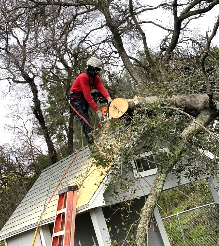Tree Certified DLS Xpert crew pruning a large palm tree in the Elk Grove, CA area