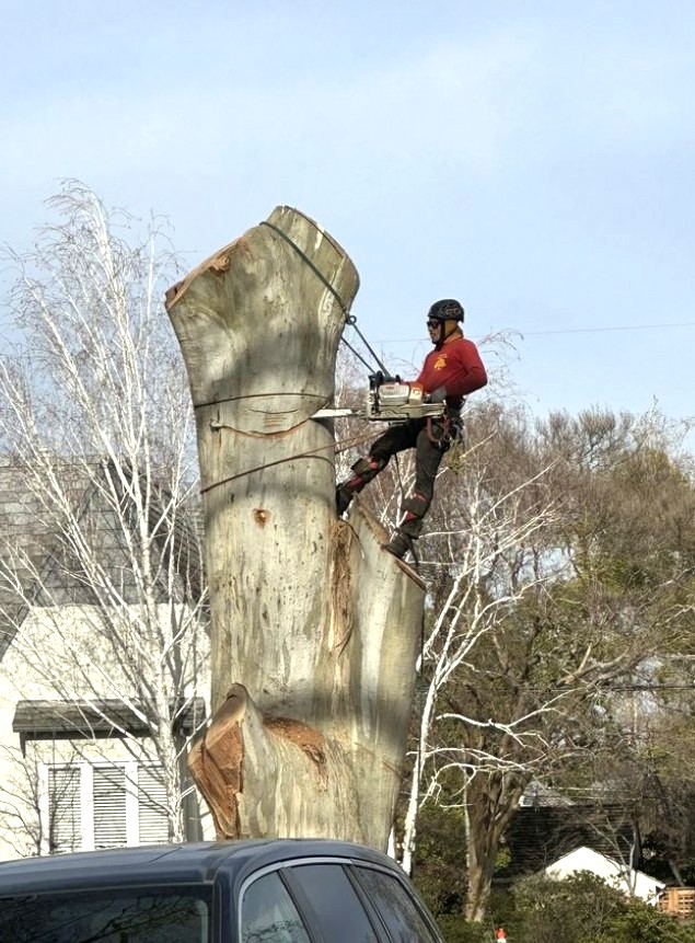 Tree Certified DLS Xpert crew member climbing a tree near a rooftop in the Rancho Cordova, CA area