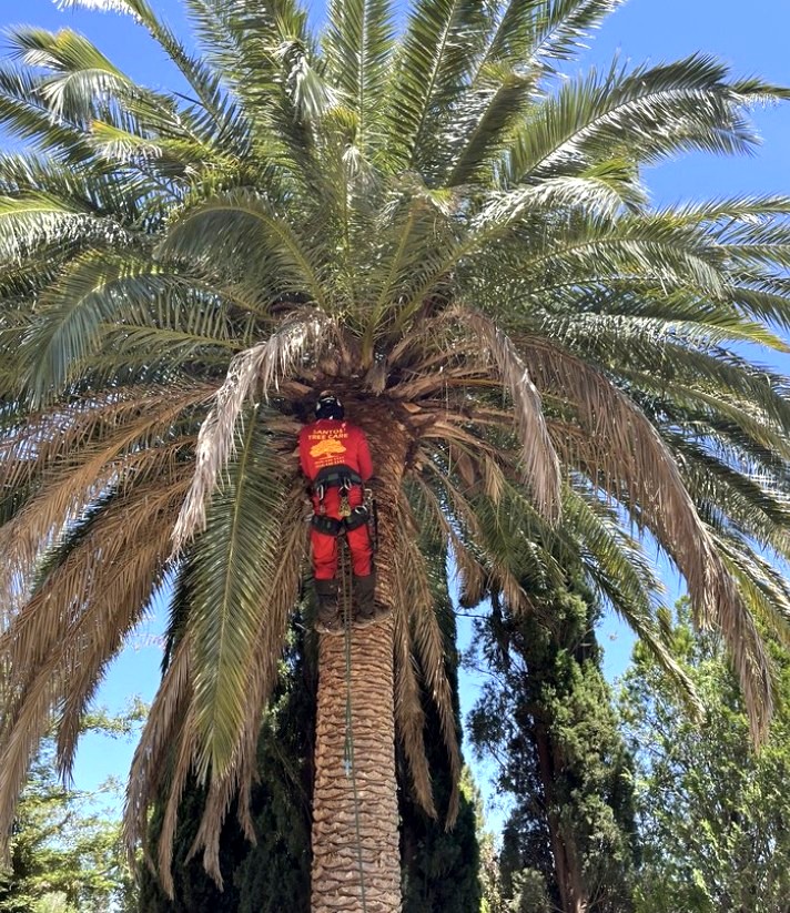Tree Certified DLS Xpert crew member climbing a tree near a residential fence line in the West Sacramento, CA area